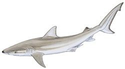 blacknose shark