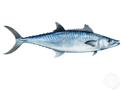 king mackerel